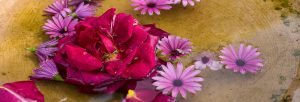 Pink und lila Blumen im Wasser